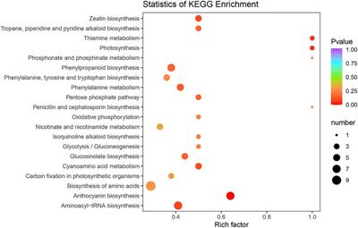 Integrative Analyses of Transcriptomics and Metabolomics in Sex Differentiation of Mulberry Flowers